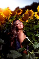 Sunflowers field